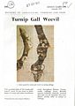 Turnip Gall Weevil.