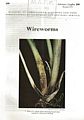 Wireworms.