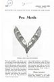 Pea Moth.