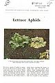 Lettuce Aphids.