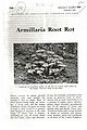 Armillaria Root Rot.