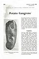 Potato Gangrene.
