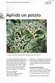Aphids On Potato.