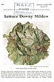 Lettuce Downy Mildew.