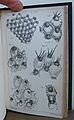 Catalogue of Marine Polyzoa in the Collection of the British Museum.