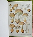 Flore Mycologique Illustree. Les Champignons des Alpes-Maritimes.