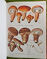 Flore Mycologique Illustree. Les Champignons des Alpes-Maritimes.