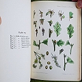 A Monograph of the British Phytophagous Hymenoptera. 