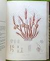 A Monograph of the Gymnoblastic or Tubularian Hydroids.