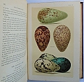 Coloured figures of the Eggs of British Birds.