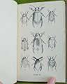Common British Beetles.