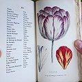 A Concise and Practical Treatise on the Growth and Culture of the Carnation, Pink Auricula, Polyanthus, Ranunculus, Tulip, Hyacinth and Rose, and Other Flowers;
