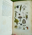 An Introduction to Botany, 