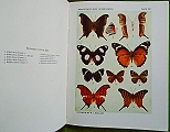 The Butterfly Book.