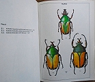 Fruit chafers of southern Africa.