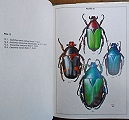 Fruit chafers of southern Africa.