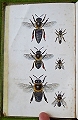 The Management of Bees.