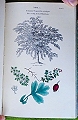Arboretum et Fruticetum Britannicum;