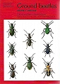 Ground beetles.