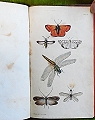 An Introduction to Entomology: