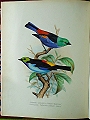 Foreign Finches in Captivity.