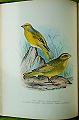 Foreign Finches in Captivity.