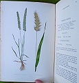 A Natural History of British Grasses.
