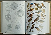 The Birds of Africa.