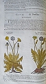 The Herball [Herbal] or Generall [General] Historie of Plants.