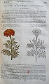 The Herball [Herbal] or Generall [General] Historie of Plants.