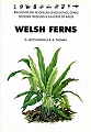 Welsh Ferns.