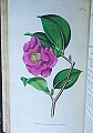 The Botanical Magazine; or Flower-Garden Displayed.