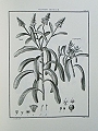 Icones et Descriptiones Plantarum Quae Aut Sponte in Hispania Crescunt aut in Hortis Hospitantur.