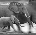 Wild Elephants.