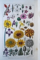 A Botanical Dictionary: