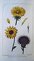 A Botanical Dictionary: