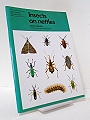 Insects on Nettles.