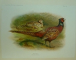 The Game Birds and Wild Fowl of The British Islands.